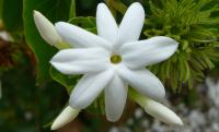 Sampaguita or Philippine Jasmine